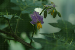 Solanum virginianum, fleur